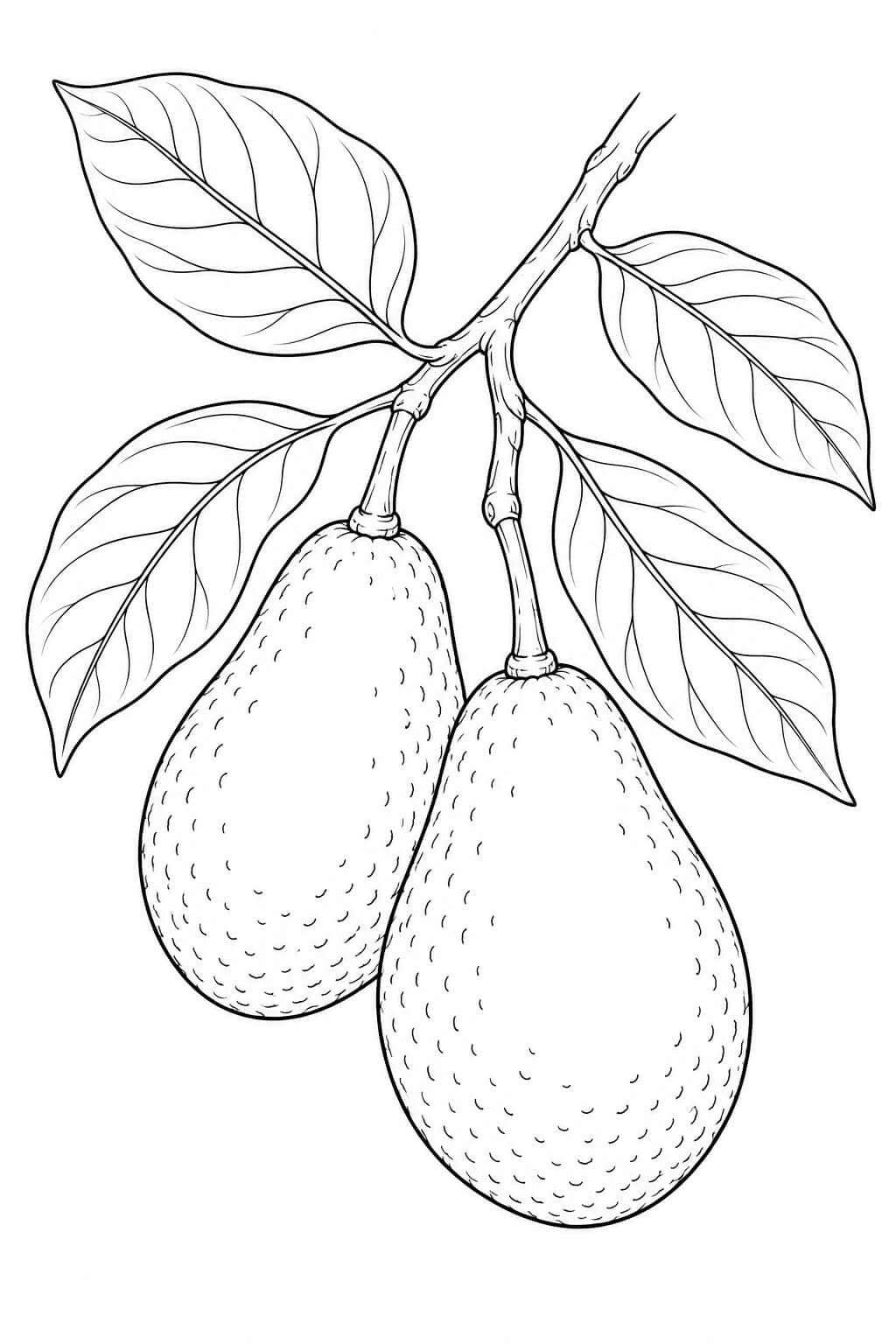 Realistische Avocados am Zweig Ausmalbild – realistische Malvorlage in Schwarz-Weiß