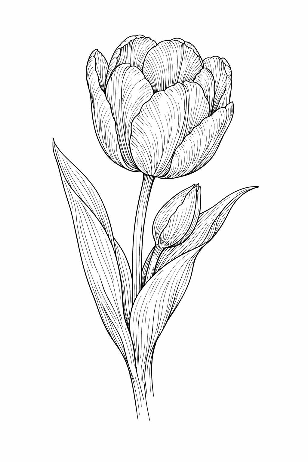Tulpe Ausmalbild
