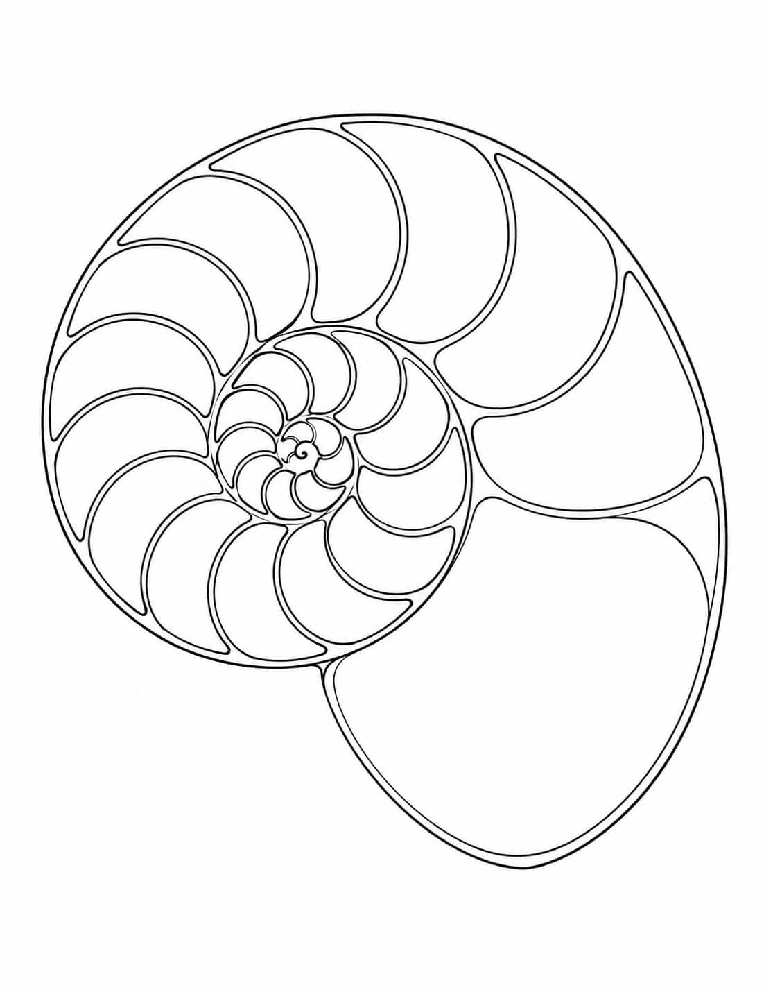 Nautilus-Gehäuse im Querschnitt Ausmalbild zum Ausdrucken